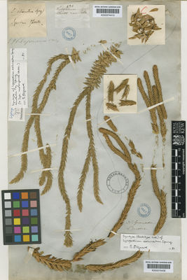 Kew Gardens K000574410:  s.coll. [435] Colombia