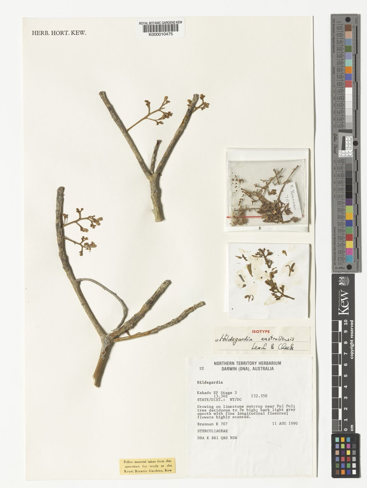 Kew Gardens K000010475:  Brennan, K. [707] Australia