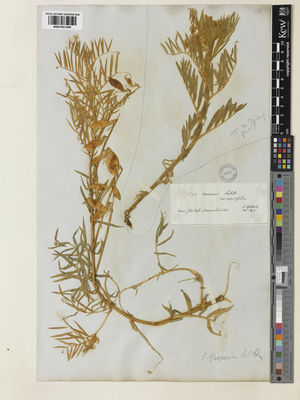 Kew Gardens K001051368:  Heldreich, I., von [s.n.] Turkey