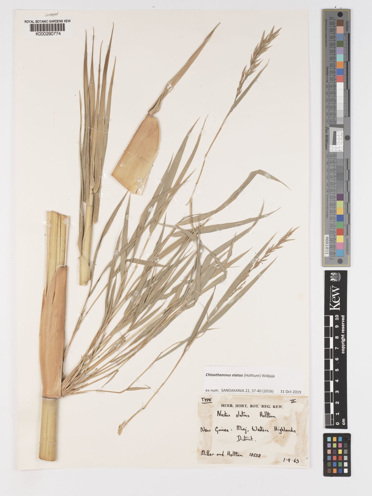 Kew Gardens K000290774:  Millar, A.N.; Holttum, R.E. [18538] Papua New Guinea