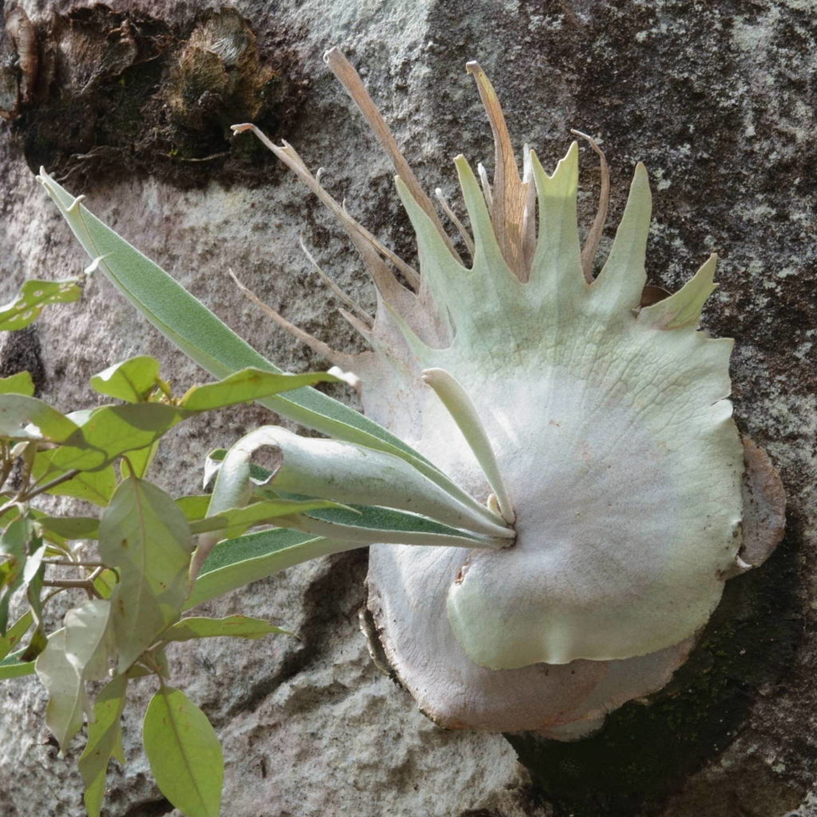 Platycerium veitchii (Underw.) C.Chr. | Plants of the World Online ...