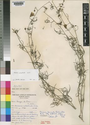 Kew Gardens K000097220:  Hemming, C.F. [451] Kenya