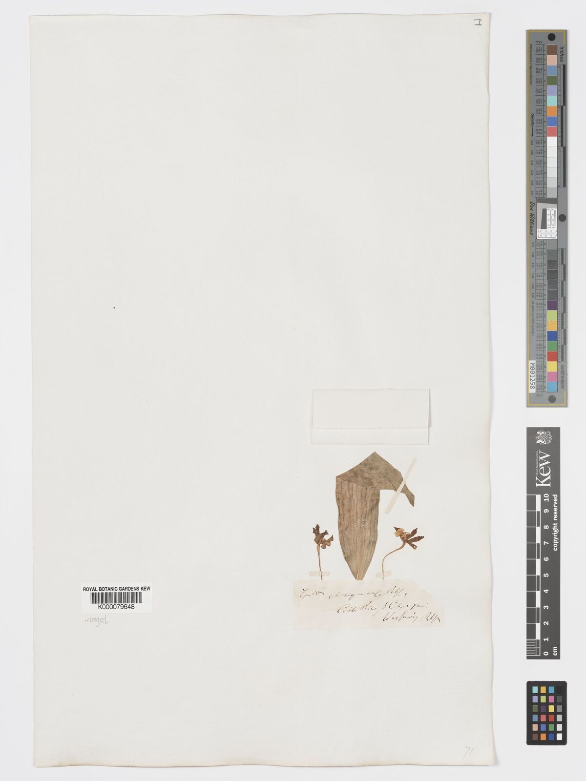 Kew Gardens K000079648:  Warscewicz [s.n.] Costa Rica