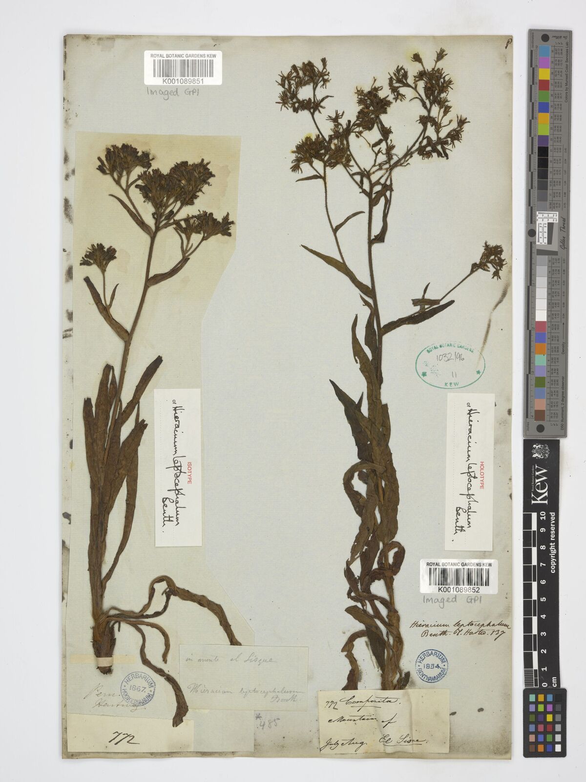 Kew Gardens K001089851:  Hartweg, K.T. [772] Peru