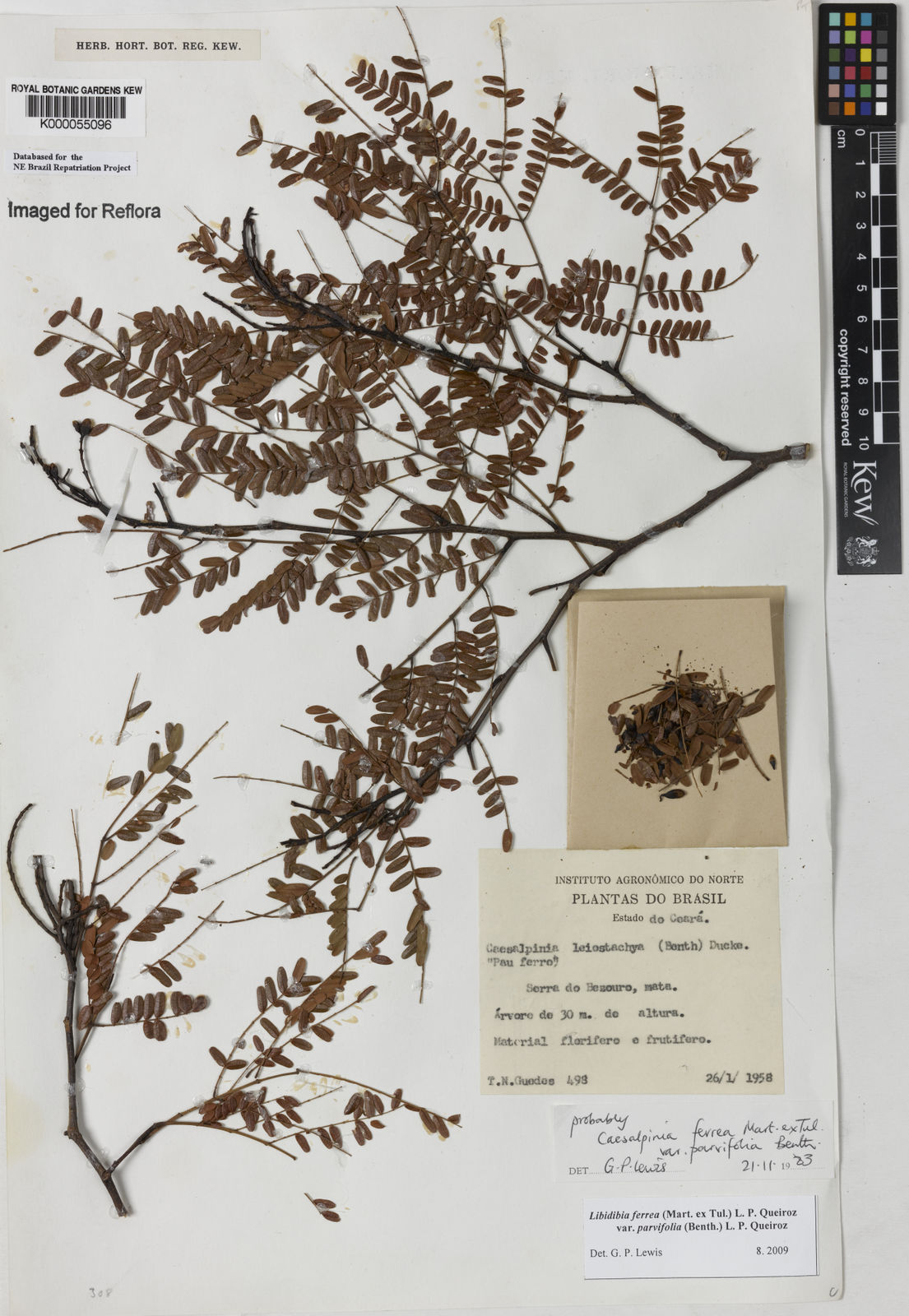 Libidibia ferrea var. parvifolia (Benth.) L.P.Queiroz | Plants of the World  Online | Kew Science