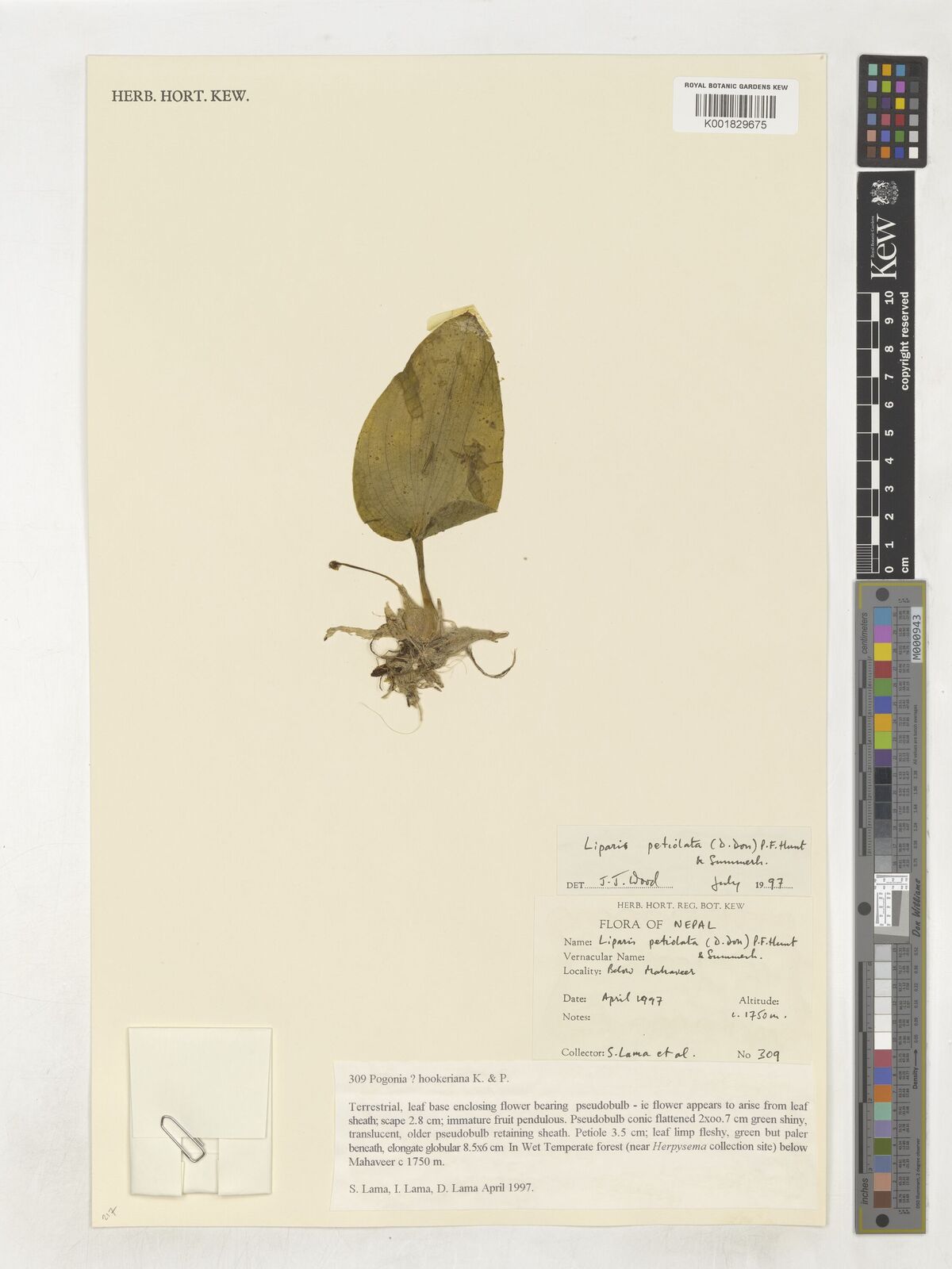 Liparis petiolata