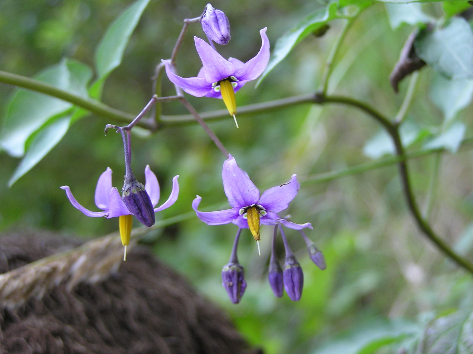 Solanum dulcamara L. | Plants of the World Online | Kew Science