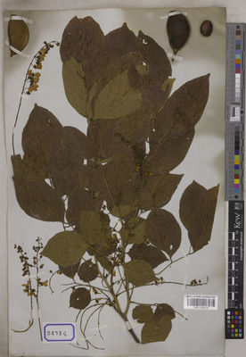 Kew Gardens K001122475:  s.coll. [Cat. no. 5878]