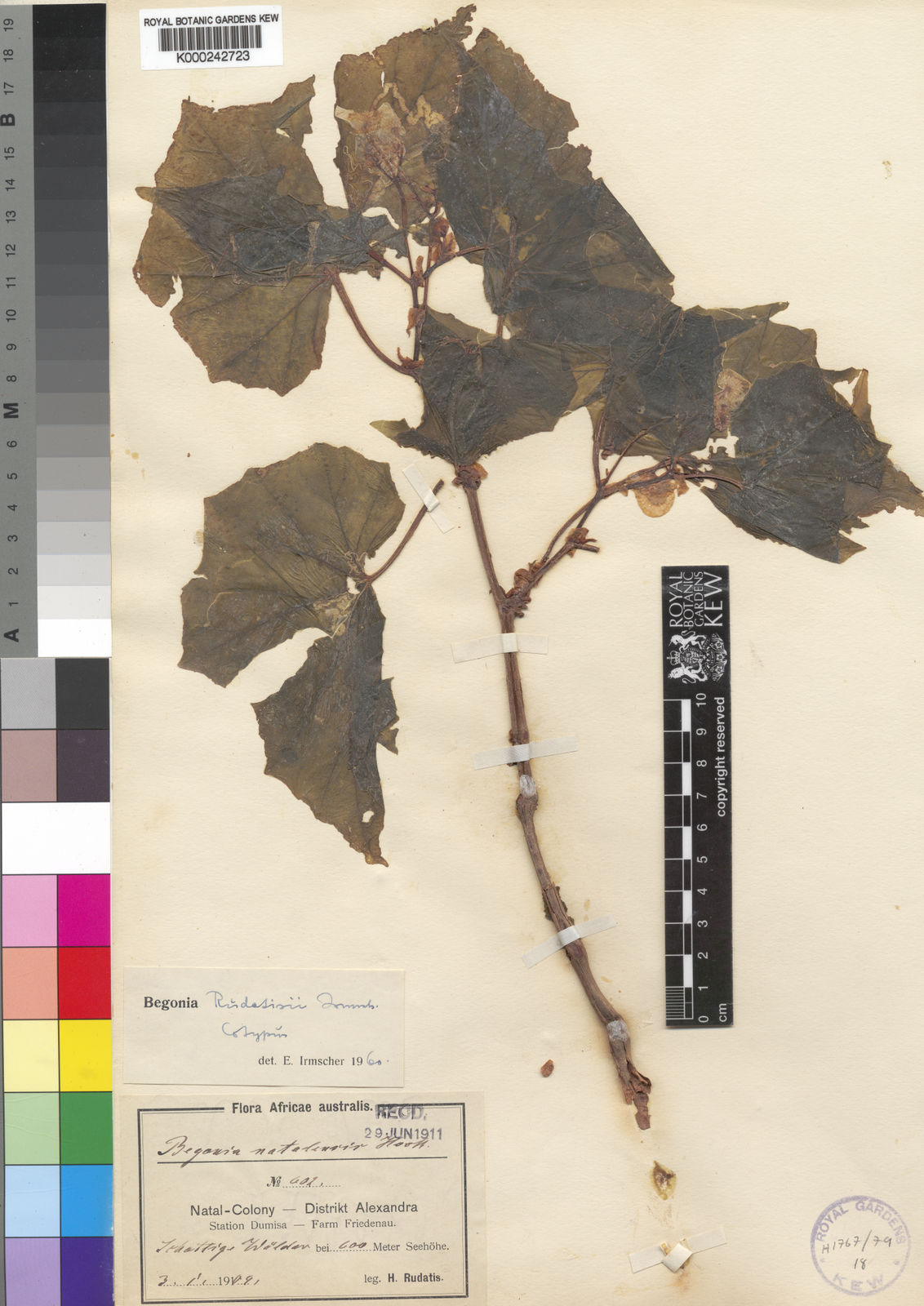 Begonia homonyma Steud. | Plants of the World Online | Kew Science