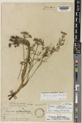 Kew Gardens K000075374:  Prain (Dr.'s) Collector [199] India