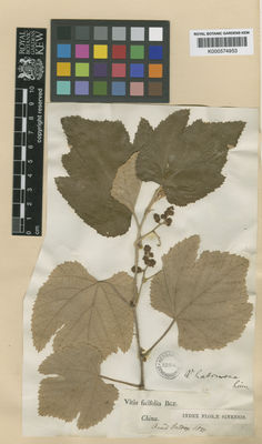 Kew Gardens K000574953:  s.coll. [s.n.] China