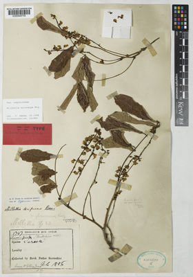 Kew Gardens K000848759:  Scortechini, B. [1747] Malaysia