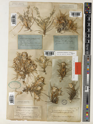 Kew Gardens K001044035:  Stapf, O. [s.n.] Iran