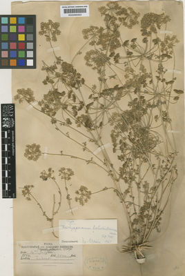 Kew Gardens K000685652:  Lace, J.H. [3874] Pakistan