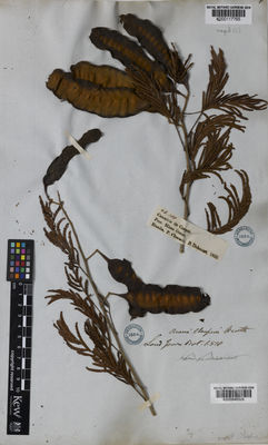 Kew Gardens K000846508:  Claussen, P.; Delessert, B. [188] Brazil