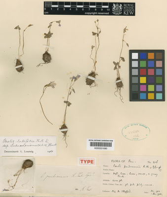 Kew Gardens K000531690:  Stafford, D. [216] Peru