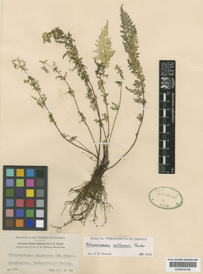 Kew Gardens K000633186:  Orcutt, C.R. [7451] Jamaica