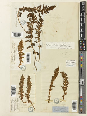 Kew Gardens K001040188:  Mailing, C. [s.n.] New Zealand