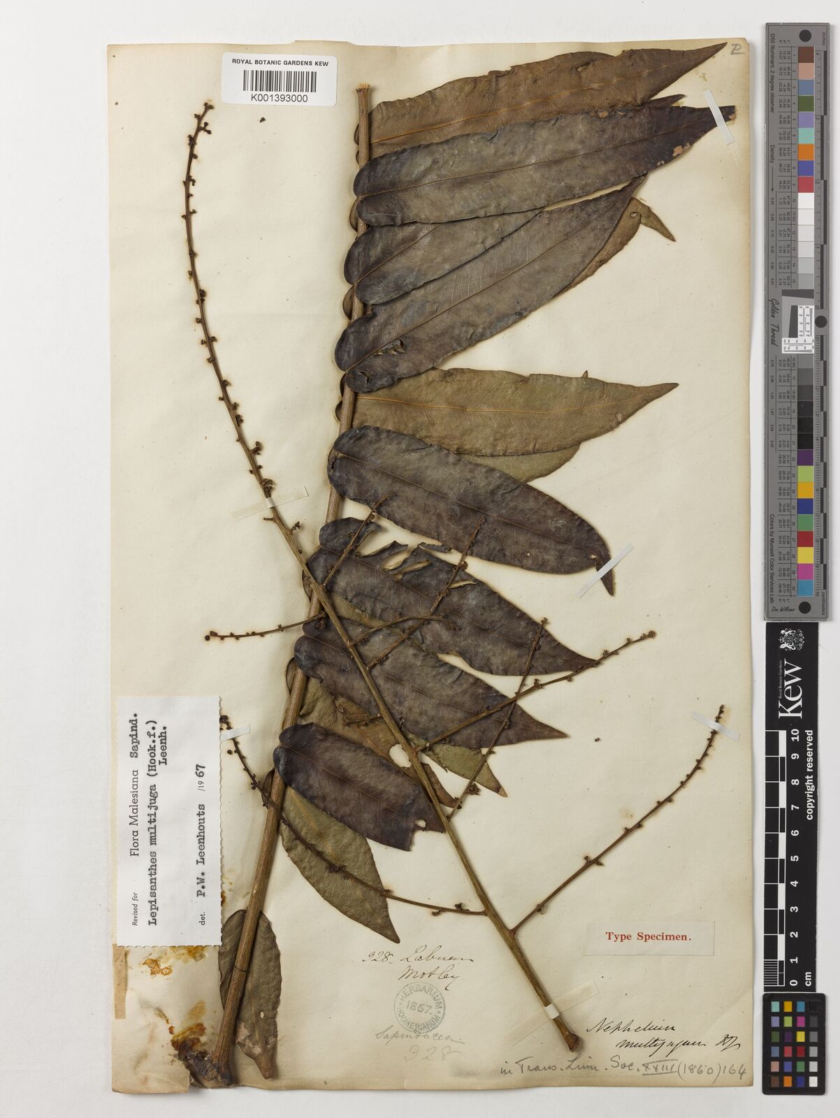 Kew Gardens K001393000:  Motley, J. [328] Malaysia