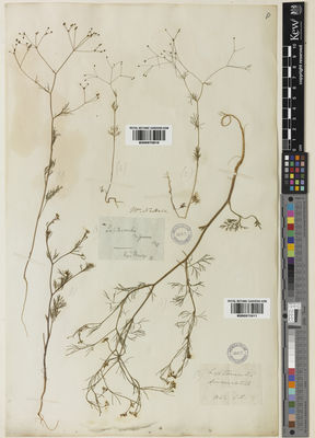 Kew Gardens K000975610:  Nuttall, T. [s.n.] United States