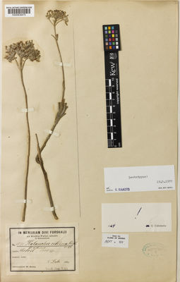 Kew Gardens K000838475:  Schweinfurth, G. [1831]