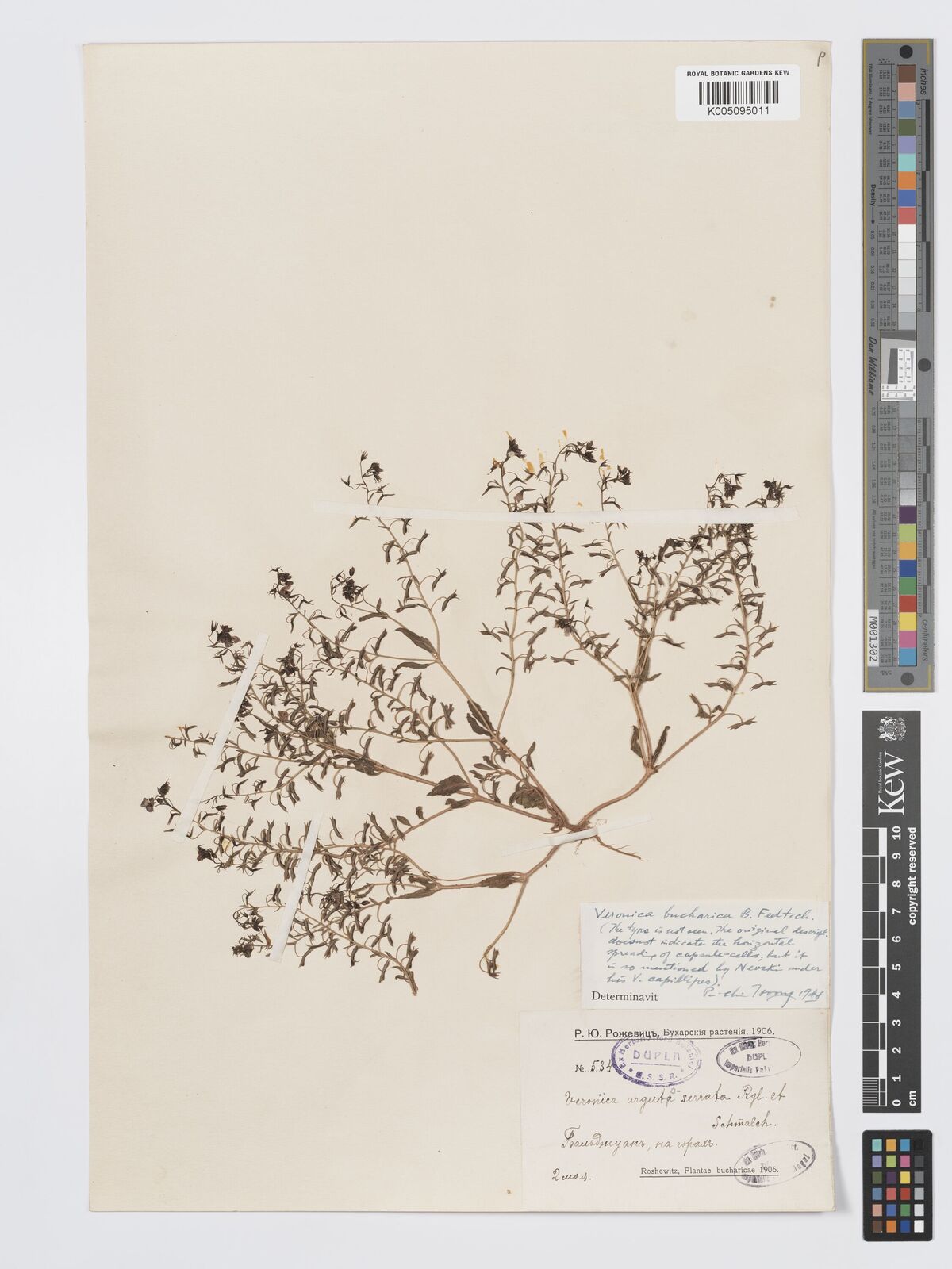 Veronica bucharica