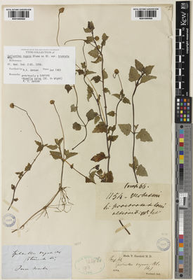 Kew Gardens K001065965:  s.coll. [s.n.] Indonesia