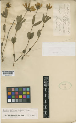 Kew Gardens K000487673:  Sello [s.n.] Brazil