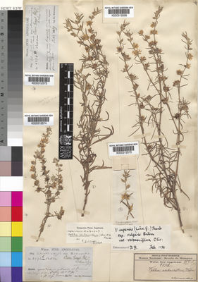 Kew Gardens K000312575:  [s.n.]