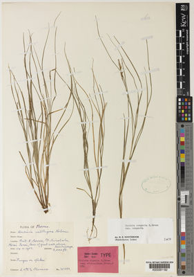 Kew Gardens K000291182:  Clemens, J.; Clemens, M.S. [32333] Malaysia