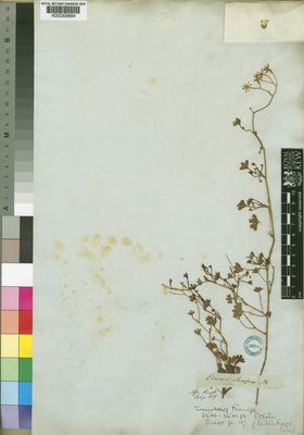 Kew Gardens K000306894:  Drege [s.n.] South Africa