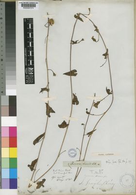 Kew Gardens K000097274:  Drege [s.n.] South Africa