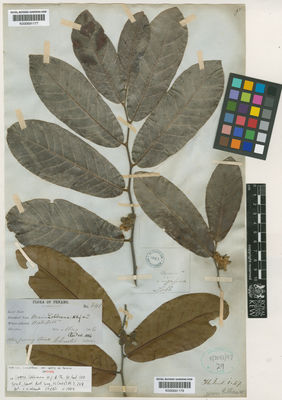 Kew Gardens K000691178:  Curtis, C. [841] Malaysia