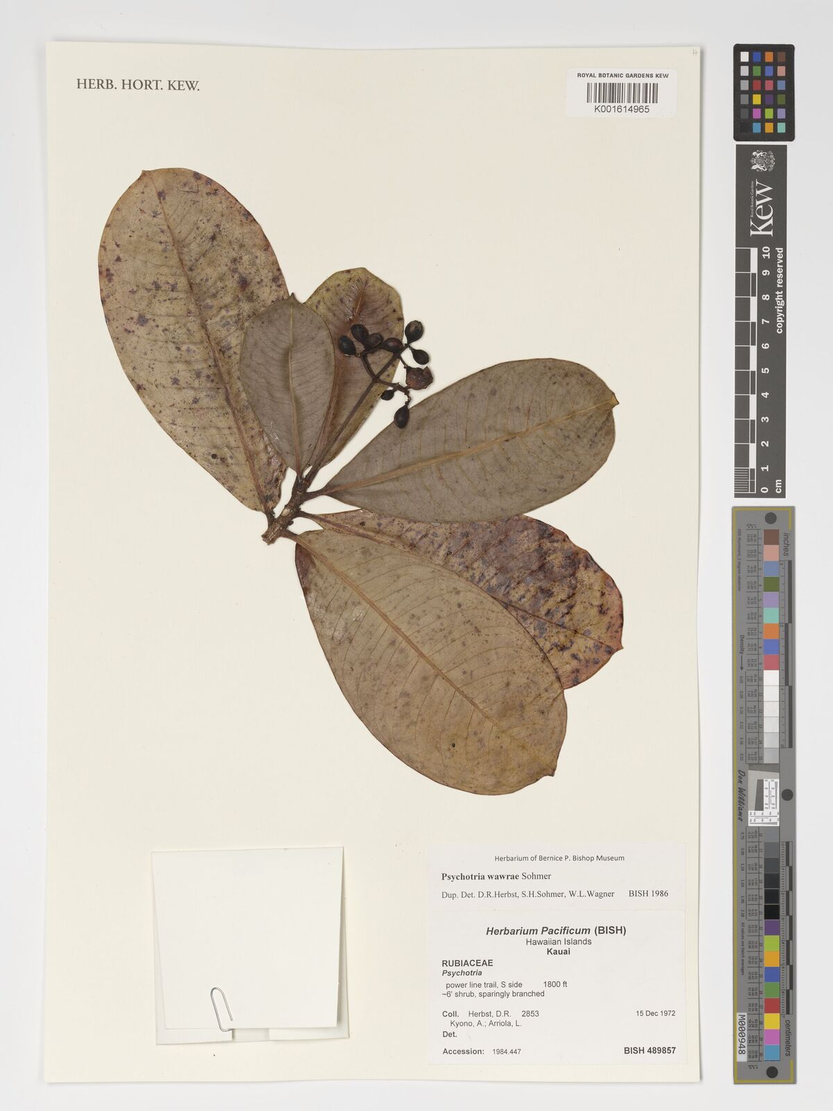 Psychotria wawrae