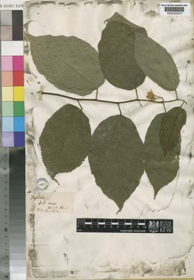 Kew Gardens K000425917:  Monteiro [s.n.]