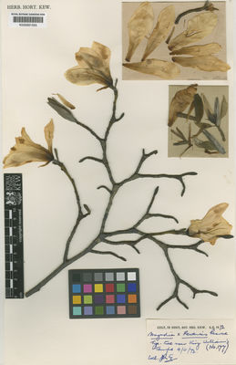 Kew Gardens K000681555:  s.coll. [s.n.]