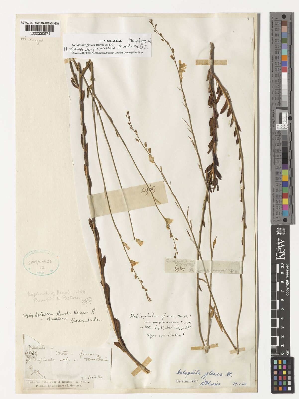 Kew Gardens K000230571:  Burch. [4969] South Africa