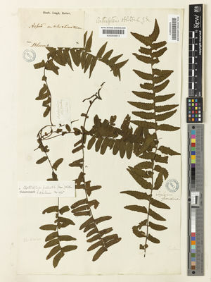 Kew Gardens K000559813:  Blume, C.L. [s.n.] Indonesia