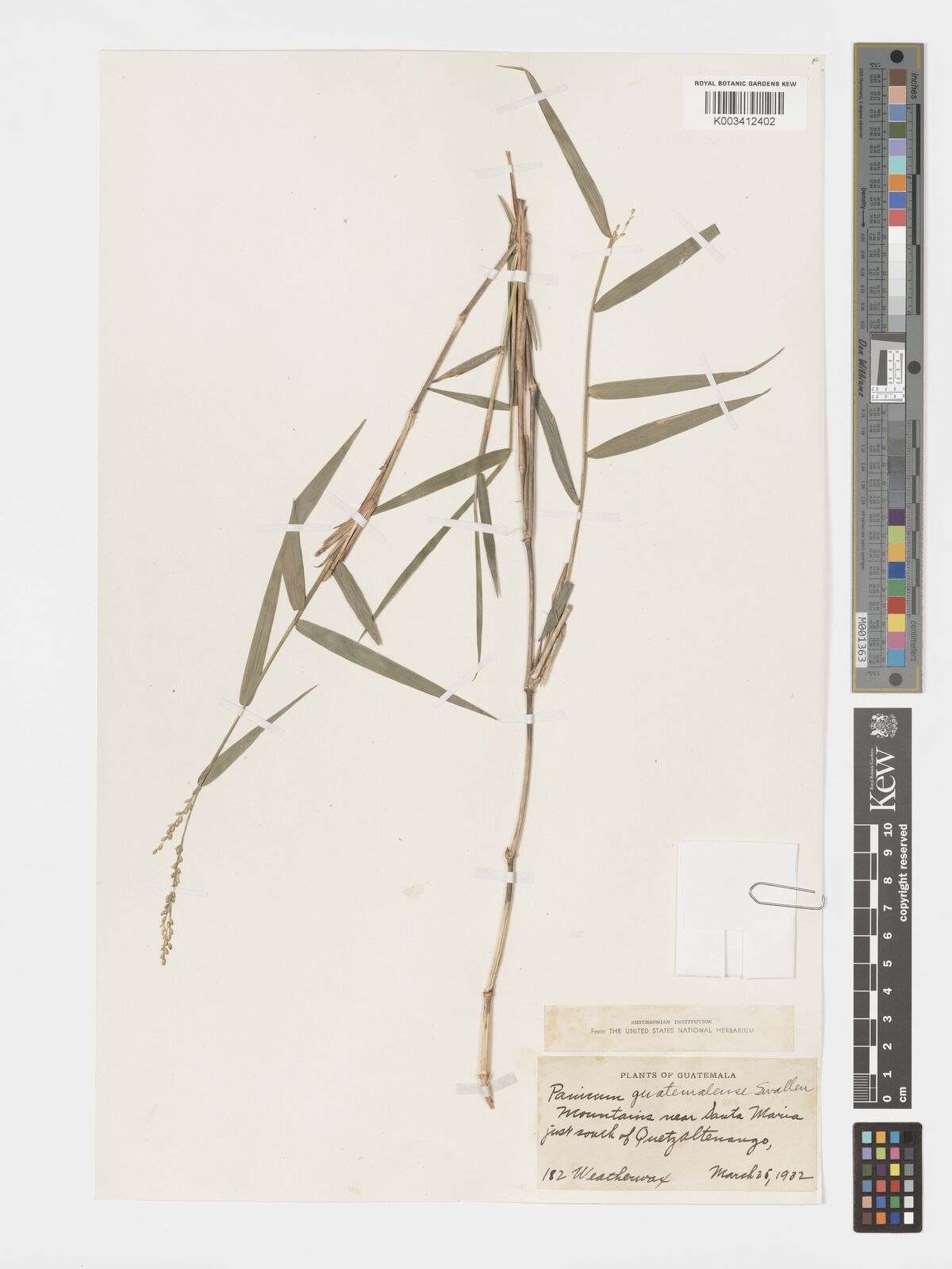 Panicum guatemalense