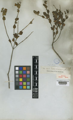 Kew Gardens K000323218:  Schomburgk, R.H. [169.S] Guyana