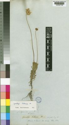 Kew Gardens K000307165:  Drege [s.n.] South Africa