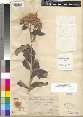 Kew Gardens K000273011:  Hildebrandt, J.M. [2551] Kenya