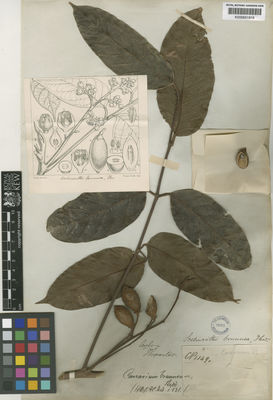 Kew Gardens K000651918:  Thwaites, H.K.T. [C.N.1149] Sri Lanka