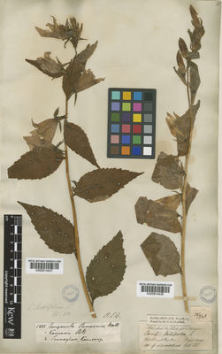 Kew Gardens K000814436:  Thomson, T. [s.n.] Asia-Tropical