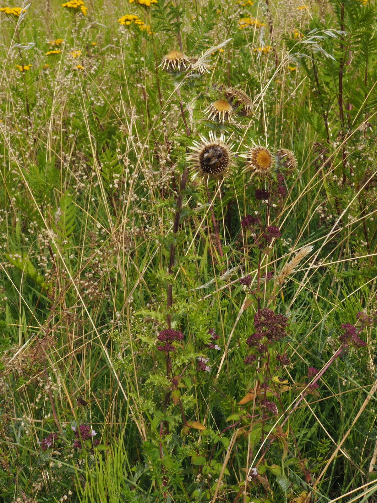 © copyright of the Board of Trustees of the Royal Botanic Gardens, Kew.