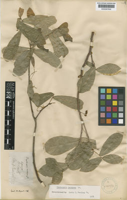 Kew Gardens K000567829:  [Scheutz] [s.n.] Argentina