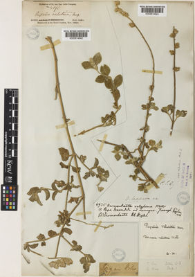 Kew Gardens K000814943:  Wallich [6935]