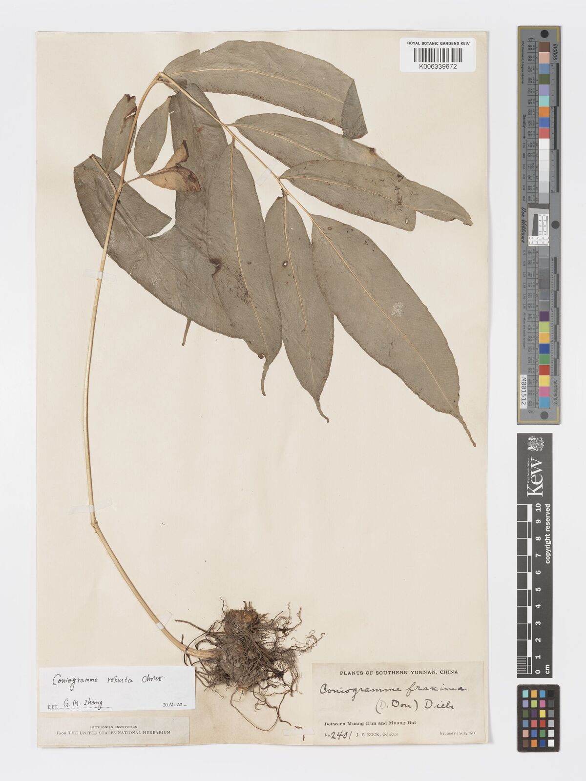 Coniogramme robusta