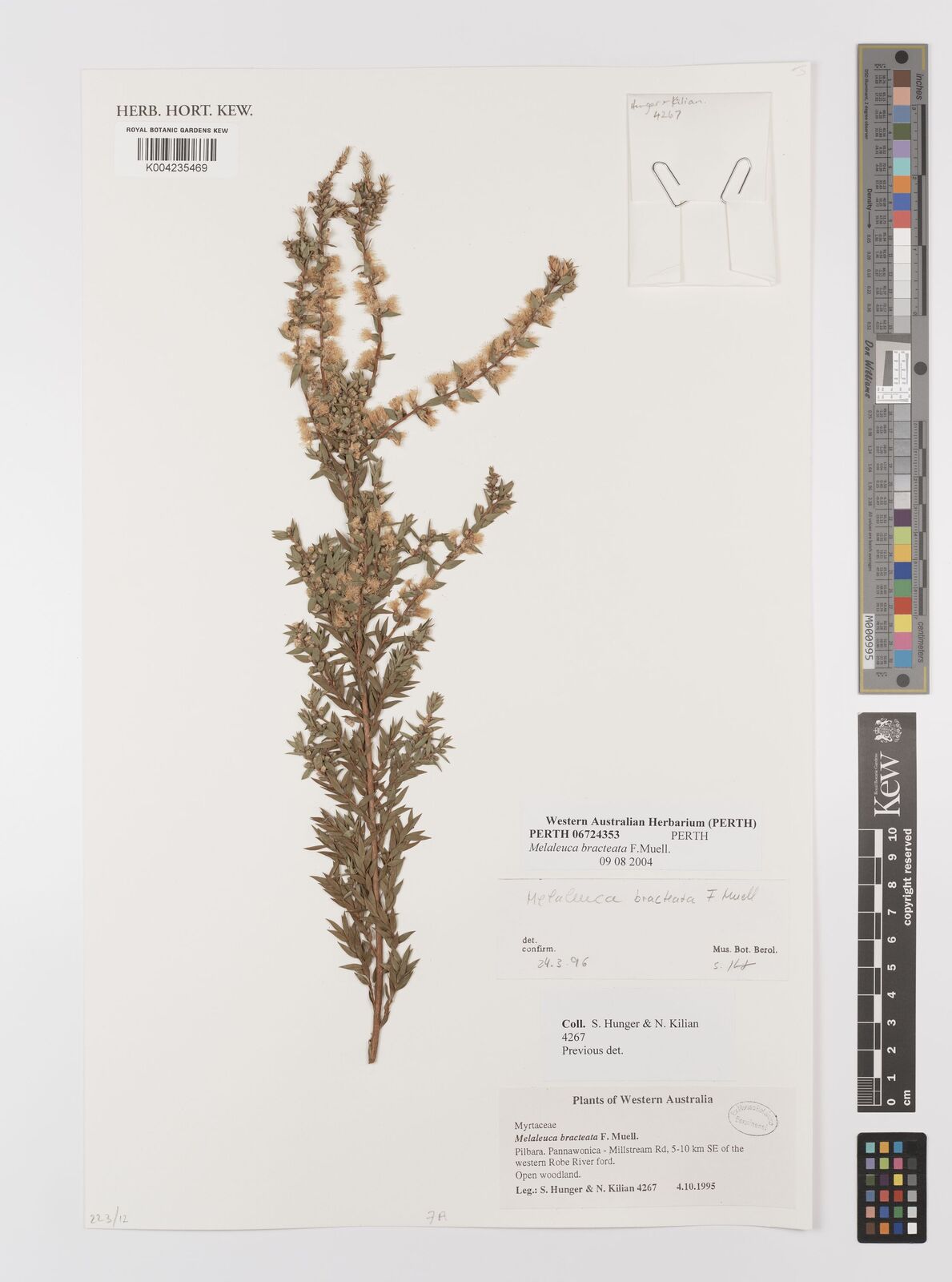 Melaleuca bracteata