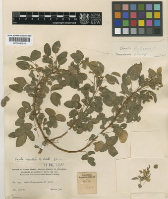 Kew Gardens K000531631:  Smith, H.H. [1354] Colombia